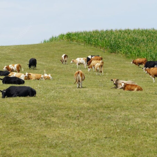 Scădere a numărului de gospodării în Bistrița-Năsăud, dar efectivele de animale rămân constante