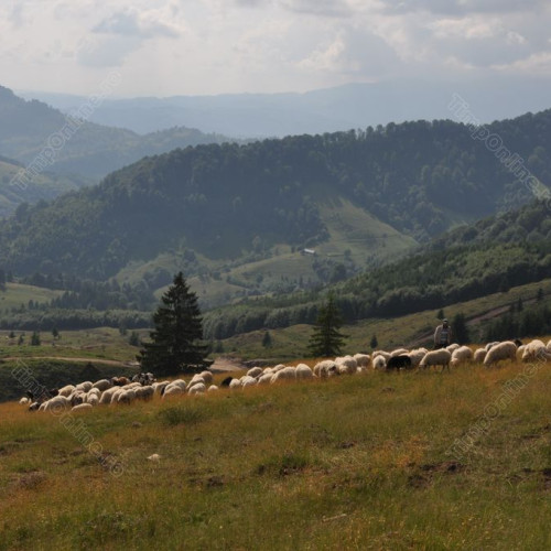 Situația focarelor de pestă micilor rumegătoare în România