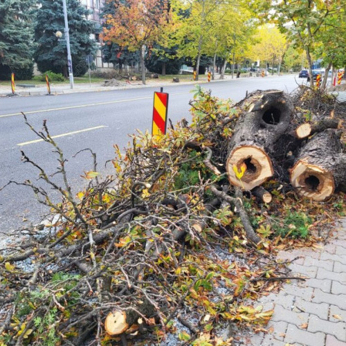 Pasările insectivore se confruntă cu dificultăți din cauza tăierii arborilor bătrâni