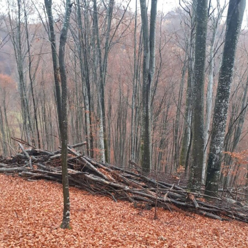 Accident fatal în Lechinta: un bărbat decedat după ce a fost lovit de un arbore căzut