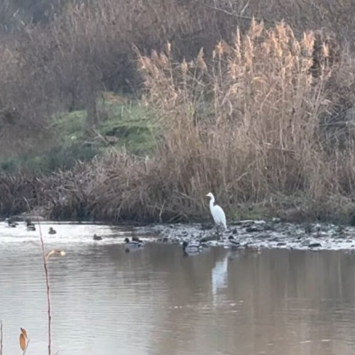 Filmări recente despre biodiversitate în Bistrița-Năsăud