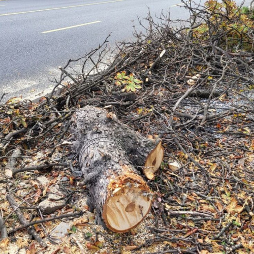 Mini junglele din oraș vor fi curățate de primărie