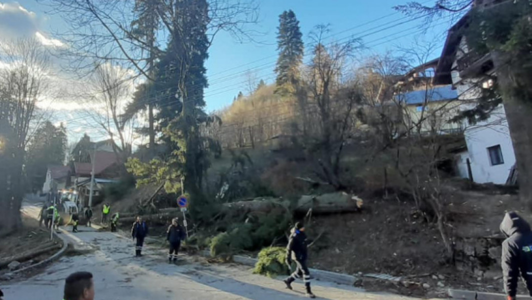 Vânt puternic la Sinaia: Gospodării fără electricitate și arbori doborâţi.