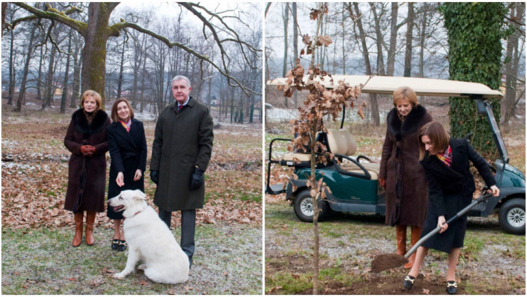 Maia Sandu a plantat un stejar la Castelul Regal de la Săvârşin.