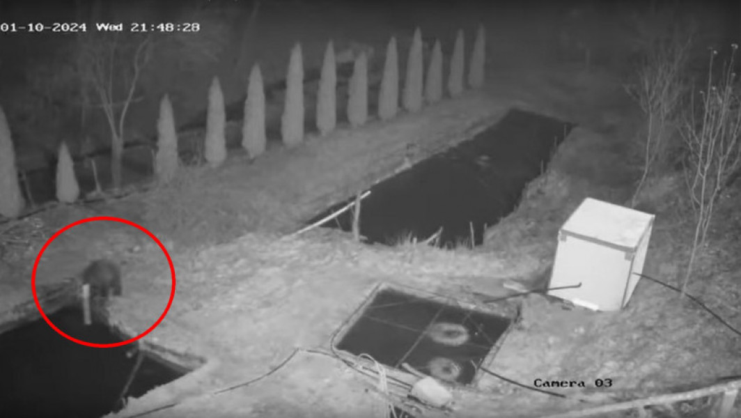 Un urs din Apuseni a eliberat peștii din păstrăvăria sa