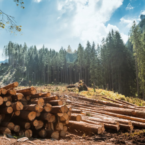 Taierile ilegale de padure in Romania: Situatia se imbunatateste, dar fenomenul persista