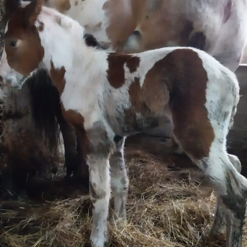 Maximus, adăugarea recentă la Liceul Agricol Bistrița