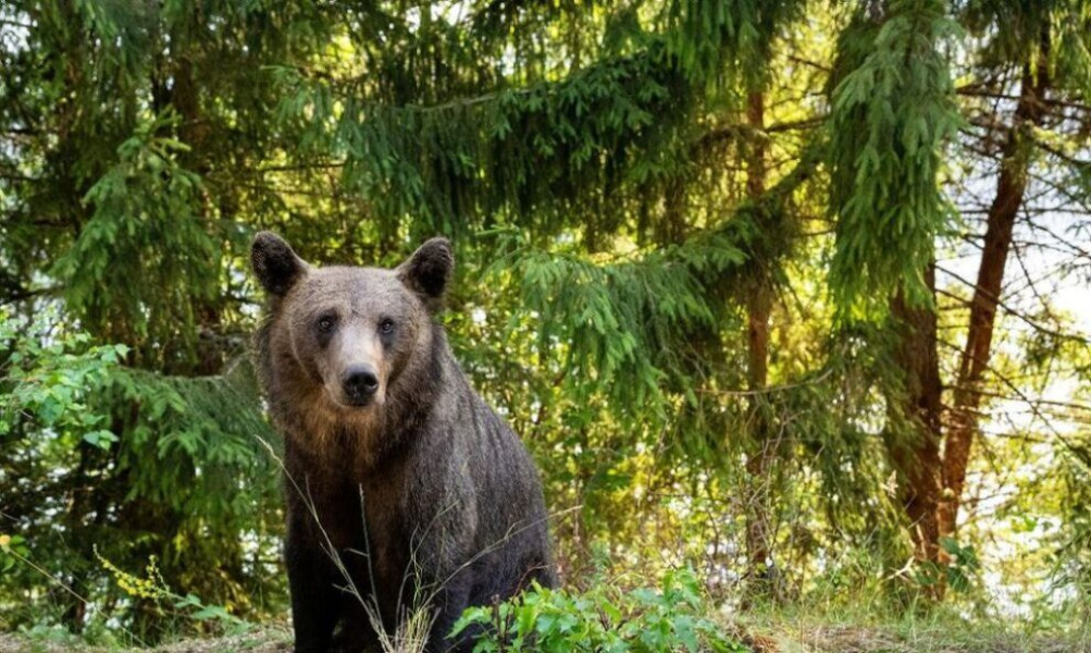 Urs văzut în Bistrița, autoritățile dau recomandări locuitorilor