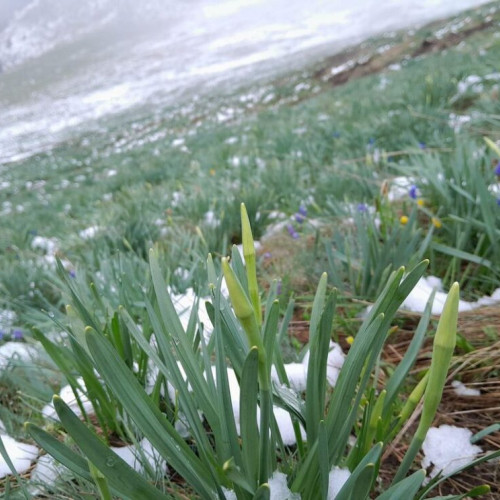 Narcisele sălbatice din Munții Rodnei, pe cale să înflorească, deși e zăpadă - Imagini de Primăvară din Rezervația Narciselor în Parcul Național Munții Rodnei