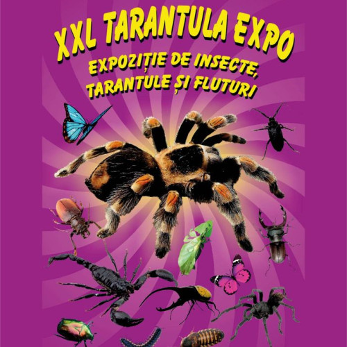 Expoziție cu Tarantule, Scorpioni și Insecte la Muzeul Bistrița: Aventura Așteaptă la Vizitare!