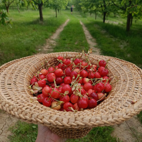 Deschiderea Livadei de Cireșe Happy Cherries din Cireșoaia de Ziua Copilului, 1-2 iunie 2024: intrare gratuită și participare limitată. Ne așteptăm să culegem împreună cireșe delicioase!